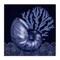 Stupell Industries Shadow Nautilus Shell Canvas Wall Art Design by Paul Brent